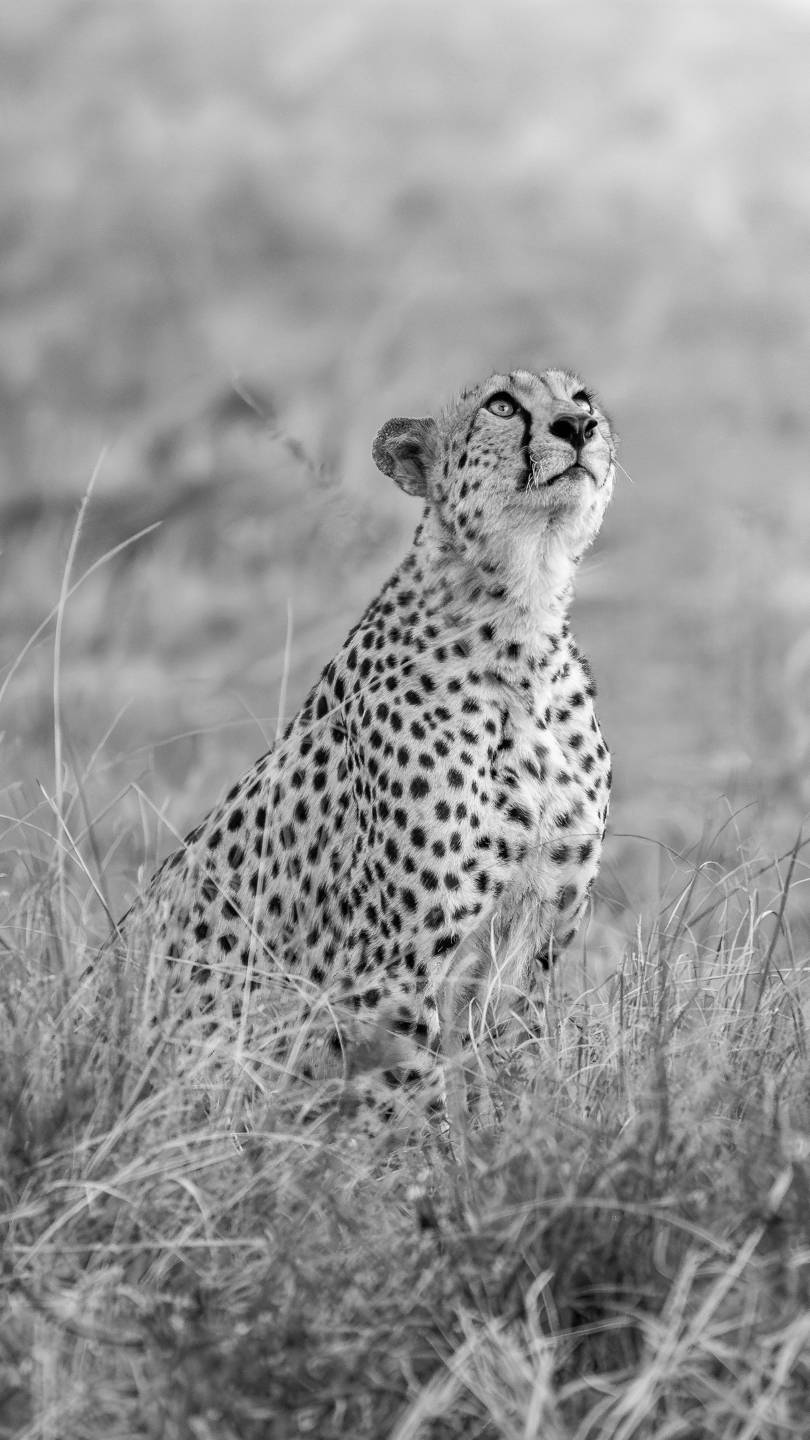 A cheetah photographed looking up at vultures flying