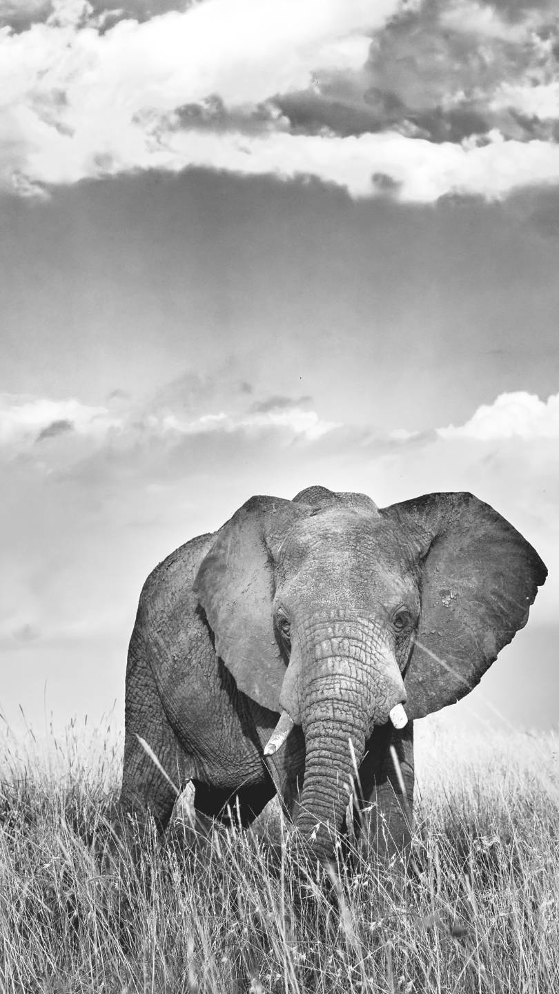 An elephant moving across the plains of the Mara Triangle