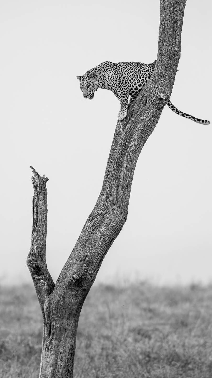 A leopard about to descend a tree in ther mara Triangle