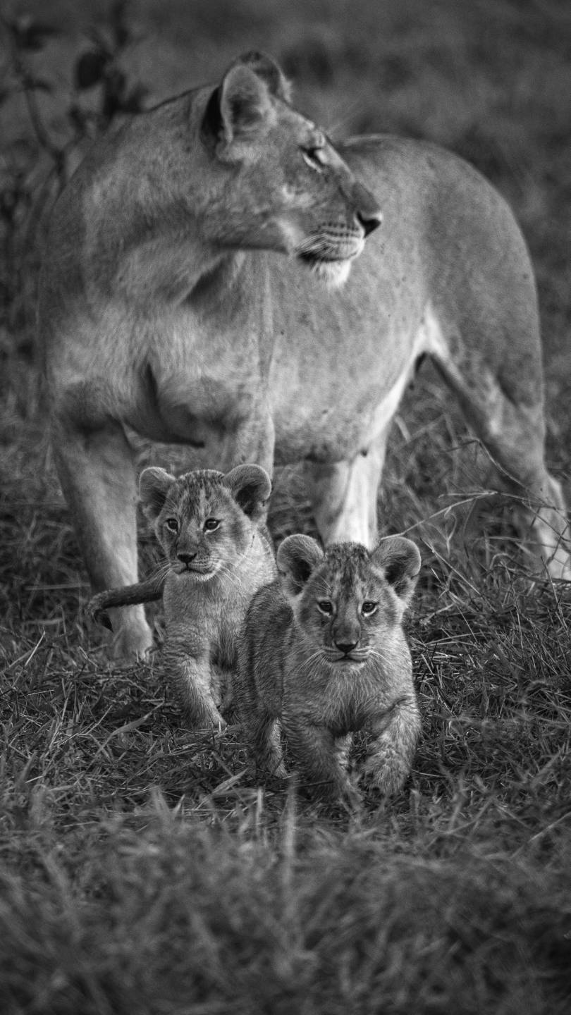 lion cubs with their mother, photographed in the Masai Mara while on safari at Enkishui Safari Camp