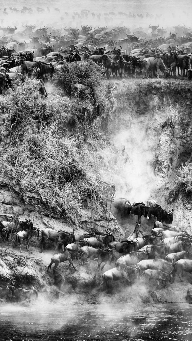 Wildebeest and Zebra crossing the Mara River in the Mara Triangle