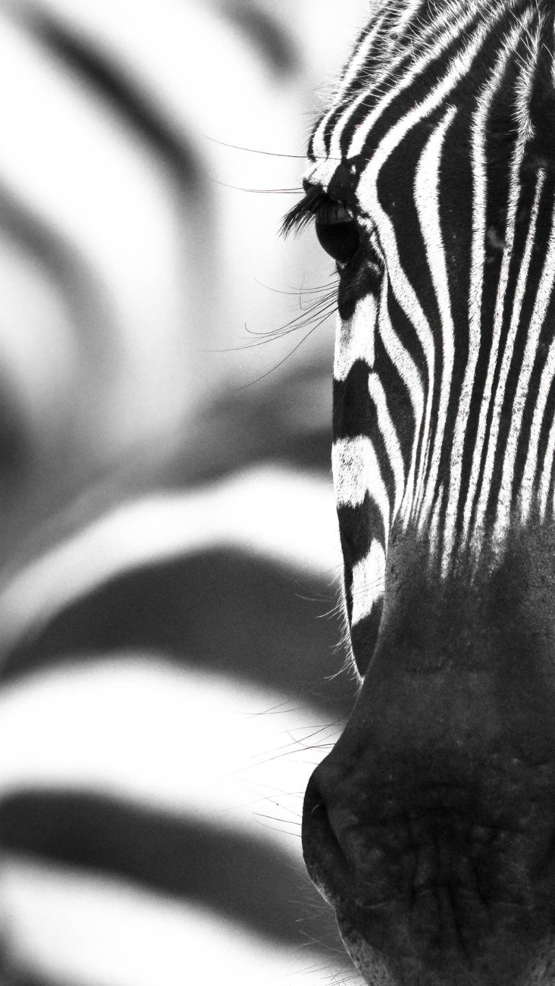 An up close shot of a zebra in the Mara Triangle