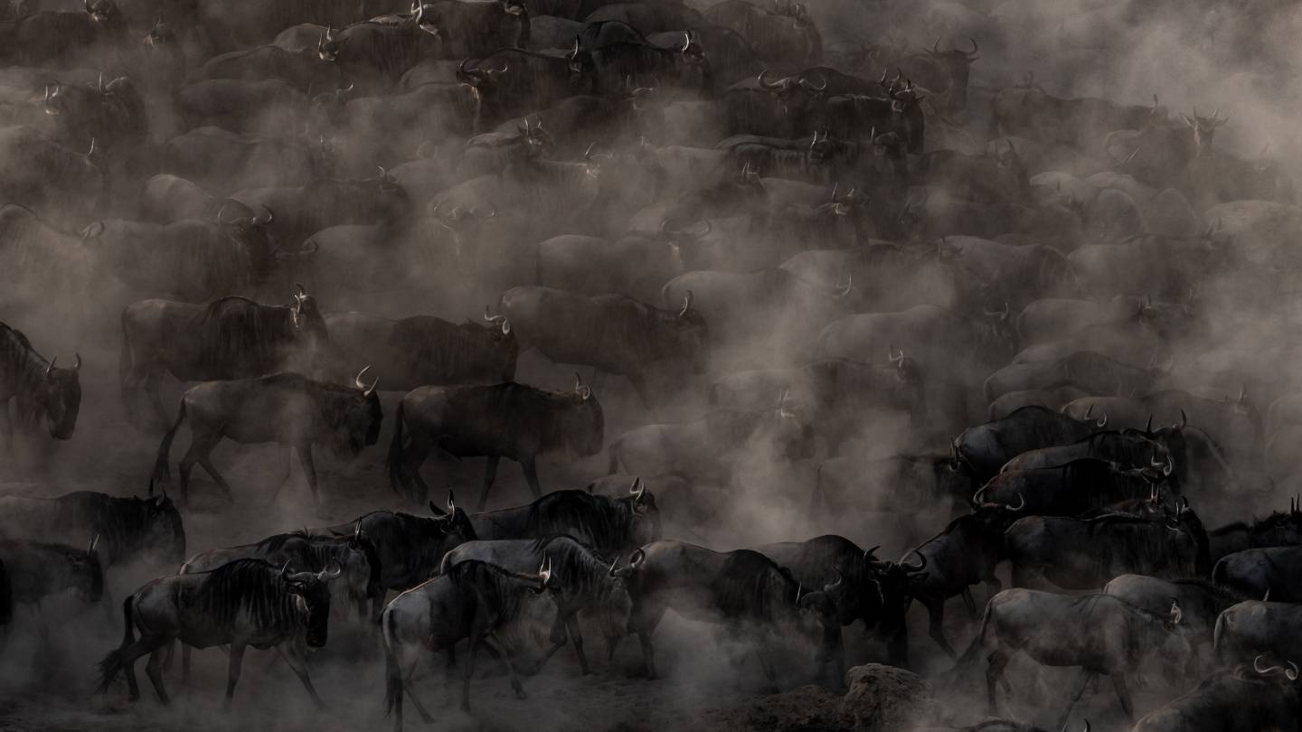 Wildebeest through the dust at a river crossing on the great migration in the masai mara