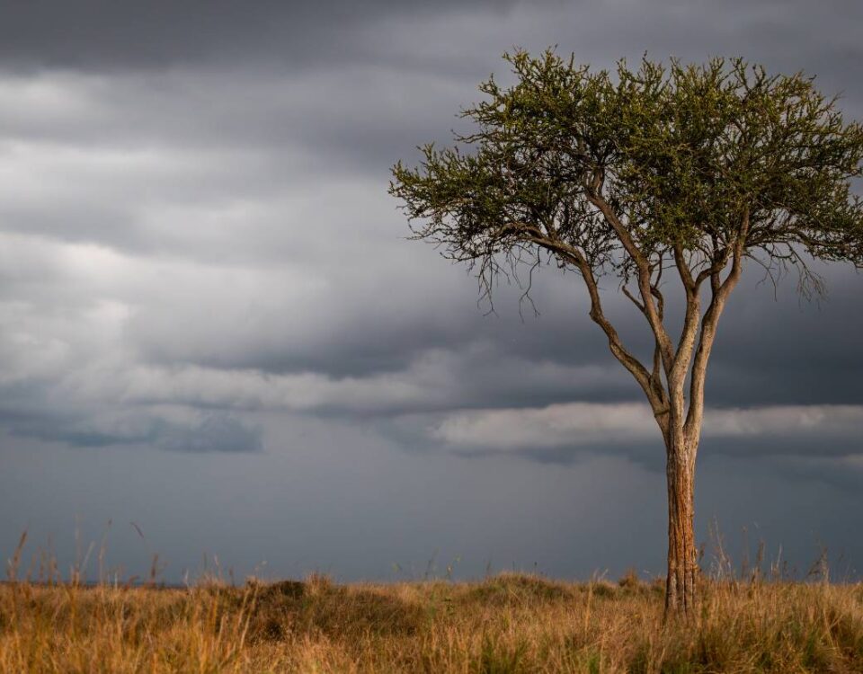 The Best Time to Visit the Masai Mara and Mara Triangle