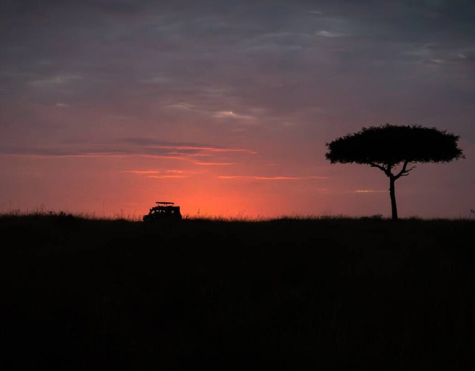 A Beginners Guide to Safari Drives at Enkishui Safari Camp