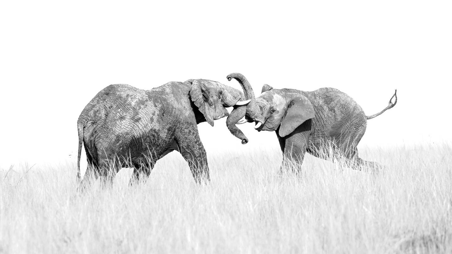 The Best Time to Visit the Masai Mara and Mara Triangle