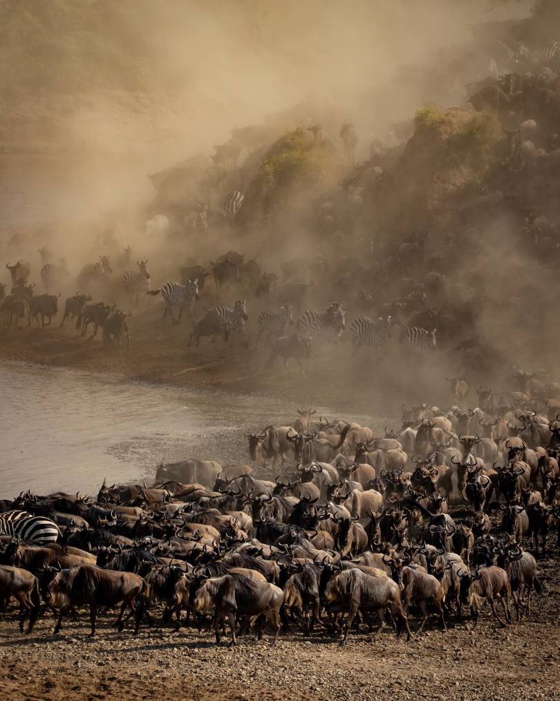 Wildebeest and Zebra crossing the Mara River in the Mara Triangle