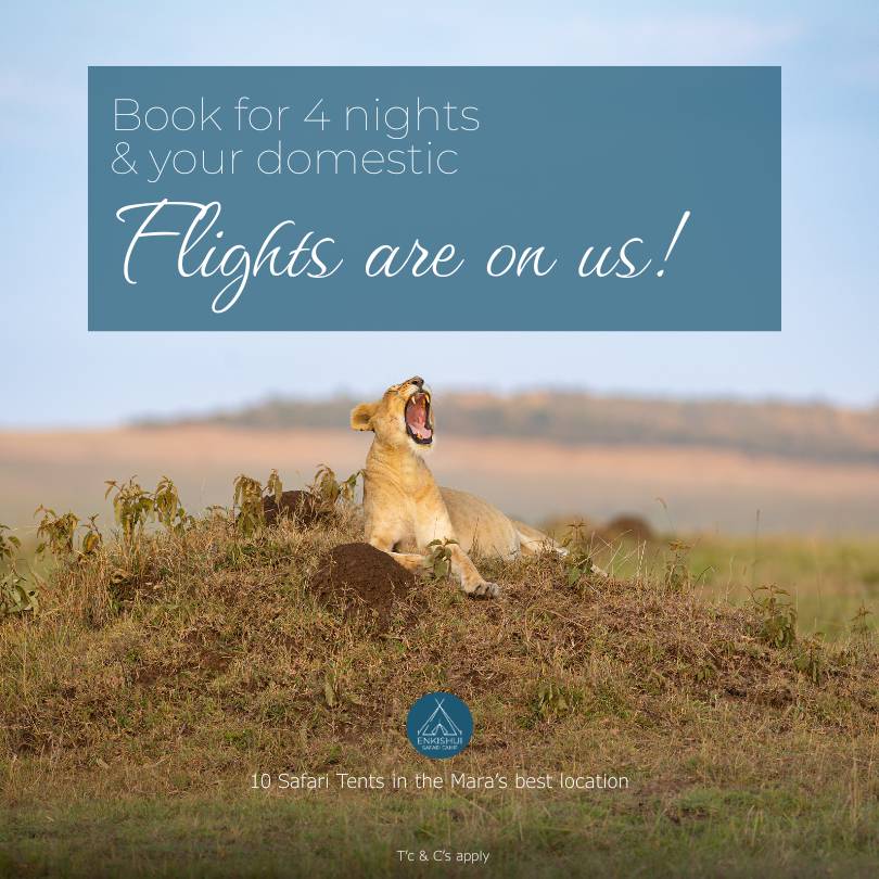 Get your domestic flights for free when booking 4 nights at ENkishui Safari Camp