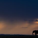 A photograph of an elephant with the sunset and a dramatic sky